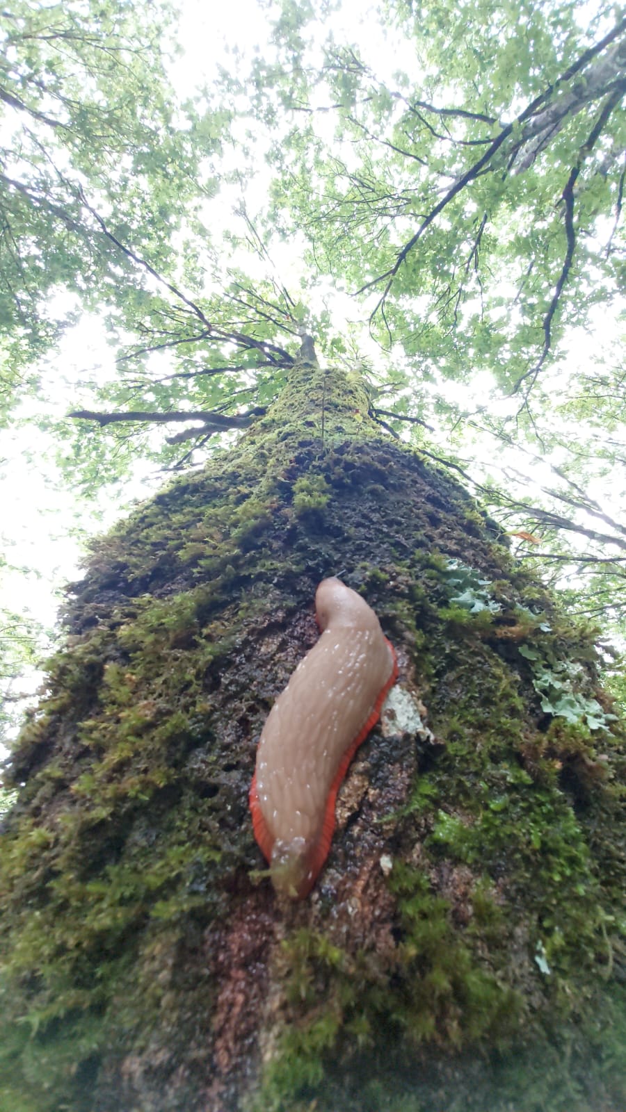 imagen de naturaleza viva en la cercanías